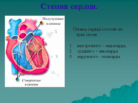 Полулунные клапаны в вене. Створчатый клапан сердца в ОГЭ.